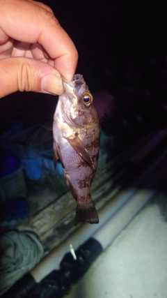 メバルの釣果