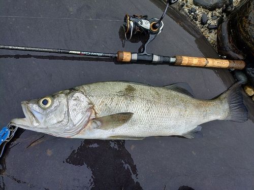 ヒラスズキの釣果