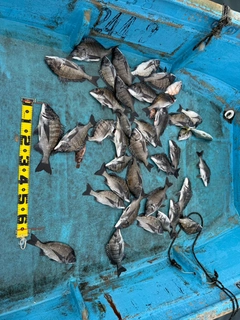 クロダイの釣果