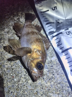 メバルの釣果