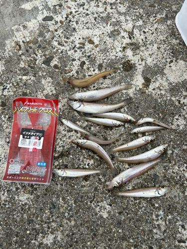 キスの釣果