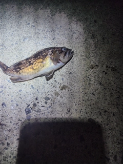 クロソイの釣果