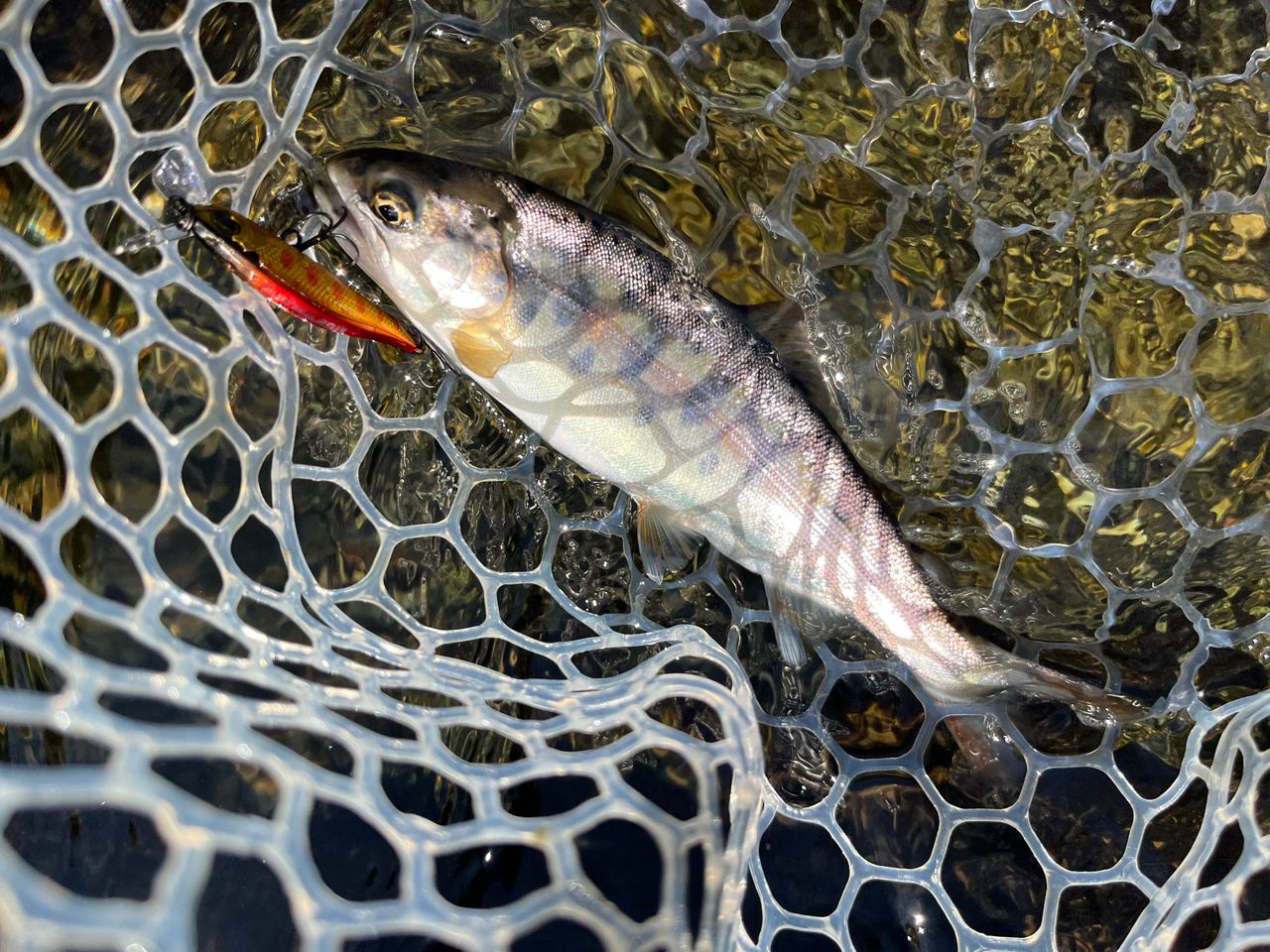DAIWA 24シルバークリーク トラッド 53ULの最安値・インプレ・釣果