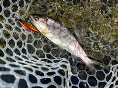 ヤマメの釣果