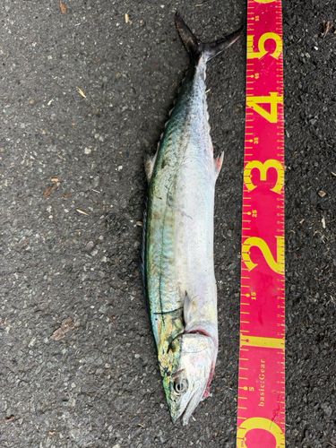 サゴシの釣果