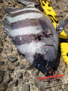 イシダイの釣果