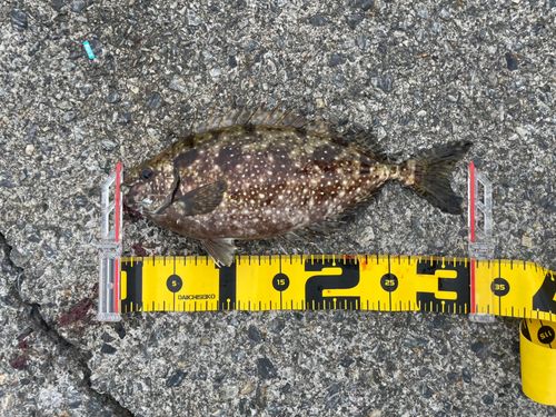 アイゴの釣果