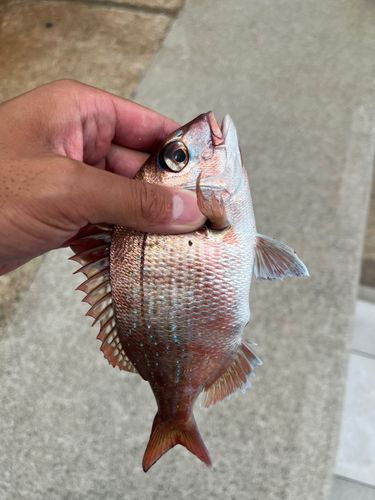 チャリコの釣果