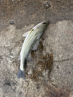 セイゴ（マルスズキ）の釣果