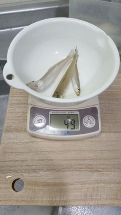 キスの釣果