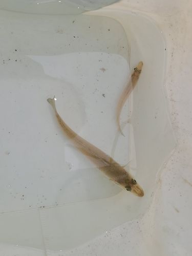 シロギスの釣果