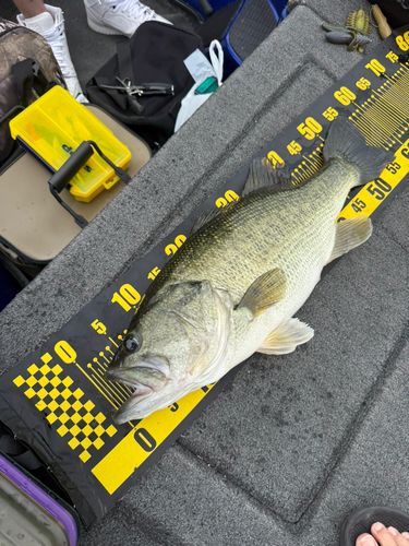 下物で釣れたブラックバスの釣り・釣果情報 - アングラーズ | 釣果600