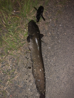 ナマズの釣果