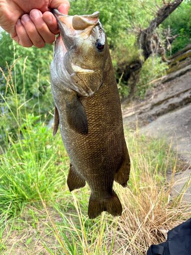 スモールマウスバスの釣果