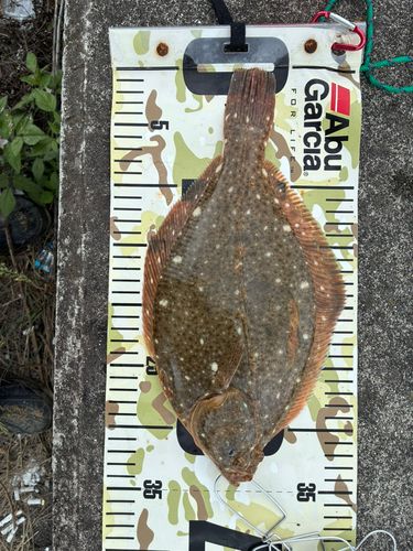 イシガレイの釣果