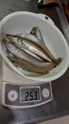 キスの釣果