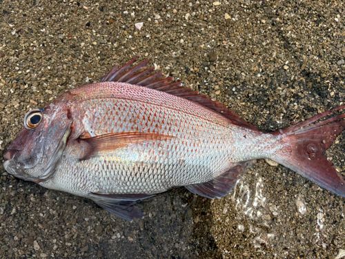 釣果