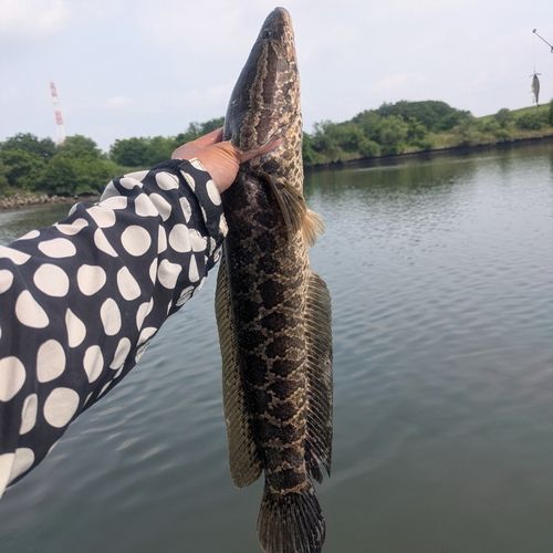 ライギョの釣果