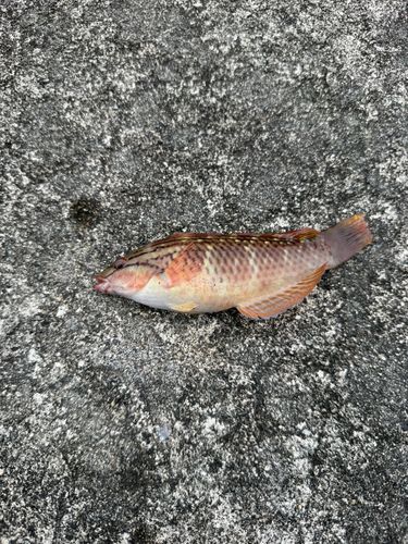 アカササノハベラの釣果
