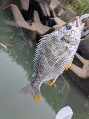 キビレの釣果