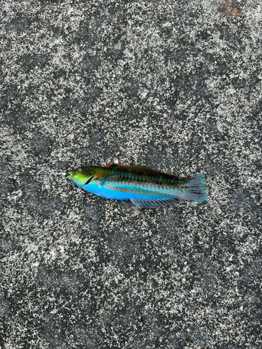 ニシキベラの釣果