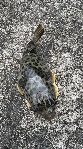 ヒガンフグの釣果