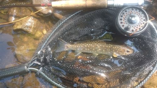 エゾイワナの釣果