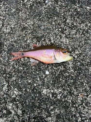 クロホシイシモチの釣果