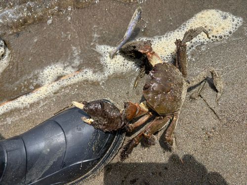 モクズガニの釣果