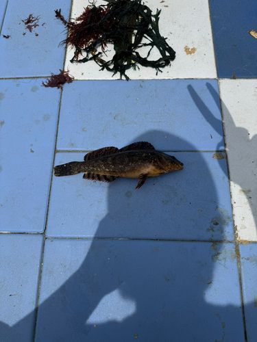 クジメの釣果