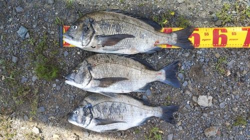 クロダイの釣果