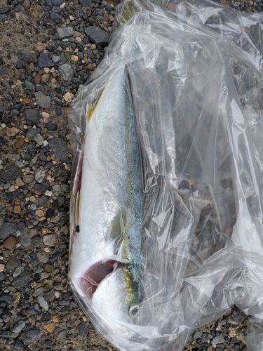 ワカシの釣果