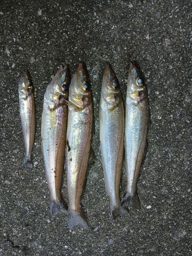 キスの釣果