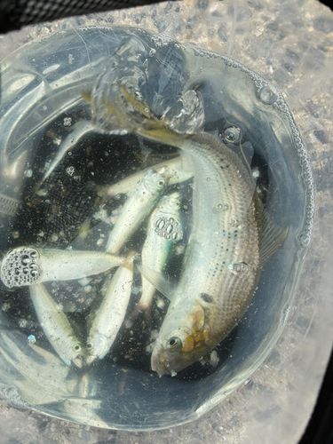 ママカリの釣果