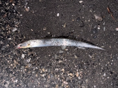 タチウオの釣果