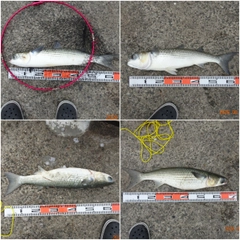 ボラの釣果