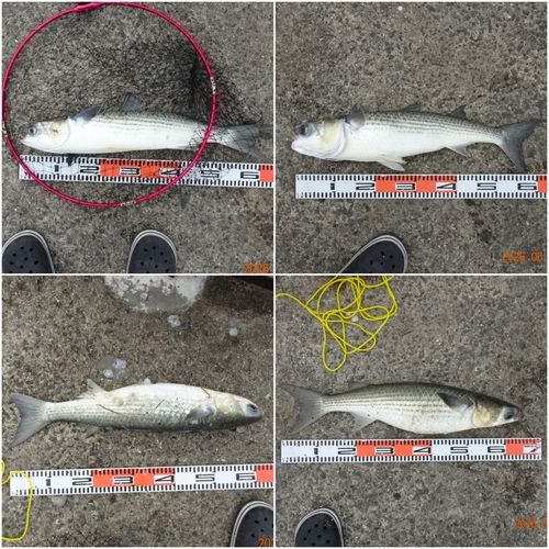 ボラの釣果