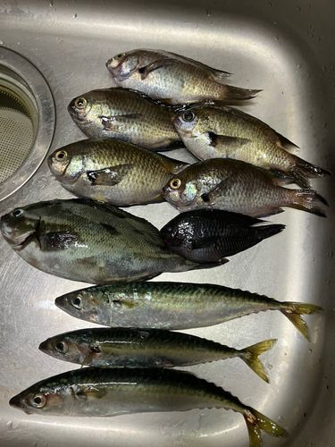 アジの釣果