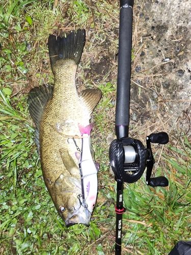 スモールマウスバスの釣果