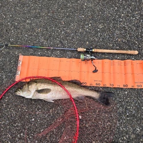 スズキの釣果