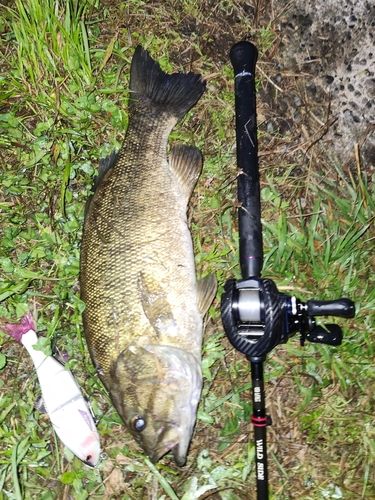 スモールマウスバスの釣果