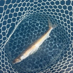 エソの釣果