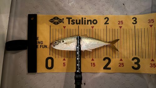 マルアジの釣果
