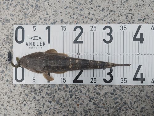 マゴチの釣果