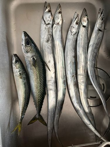 タチウオの釣果