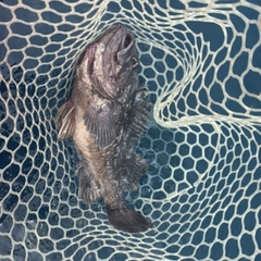 クロソイの釣果