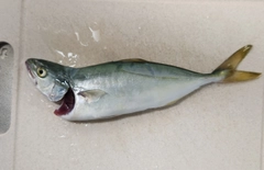 ワカシの釣果