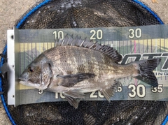 チヌの釣果