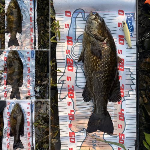 スモールマウスバスの釣果