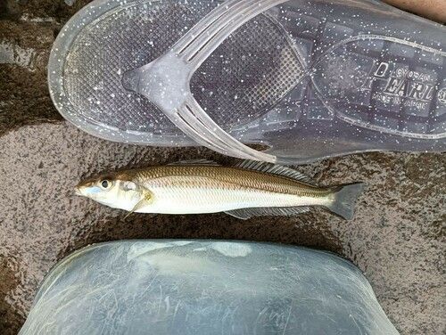 シロギスの釣果